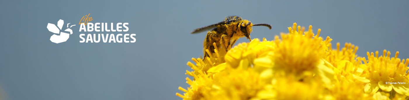 Abeilles sauvages par Parc naturel régional Médoc