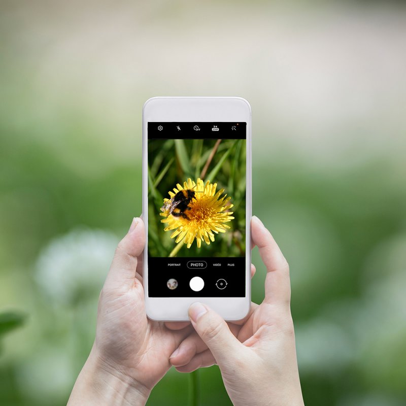 Initiation  l'observation et au suivi des  pollinisateurs sauvages