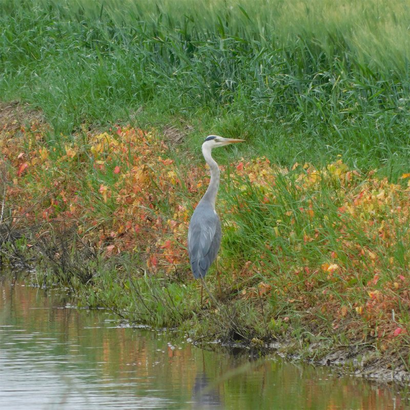 Samedi 11 juin : découverte du Marais de Queyrac