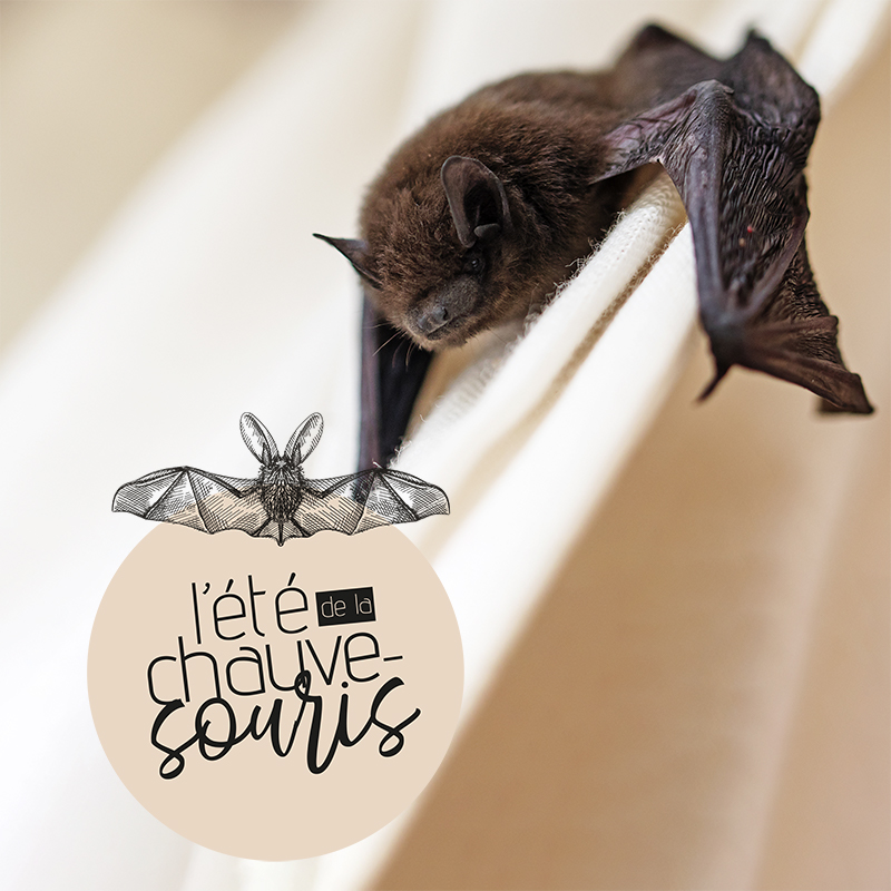 A la dcouverte des chauves-souris