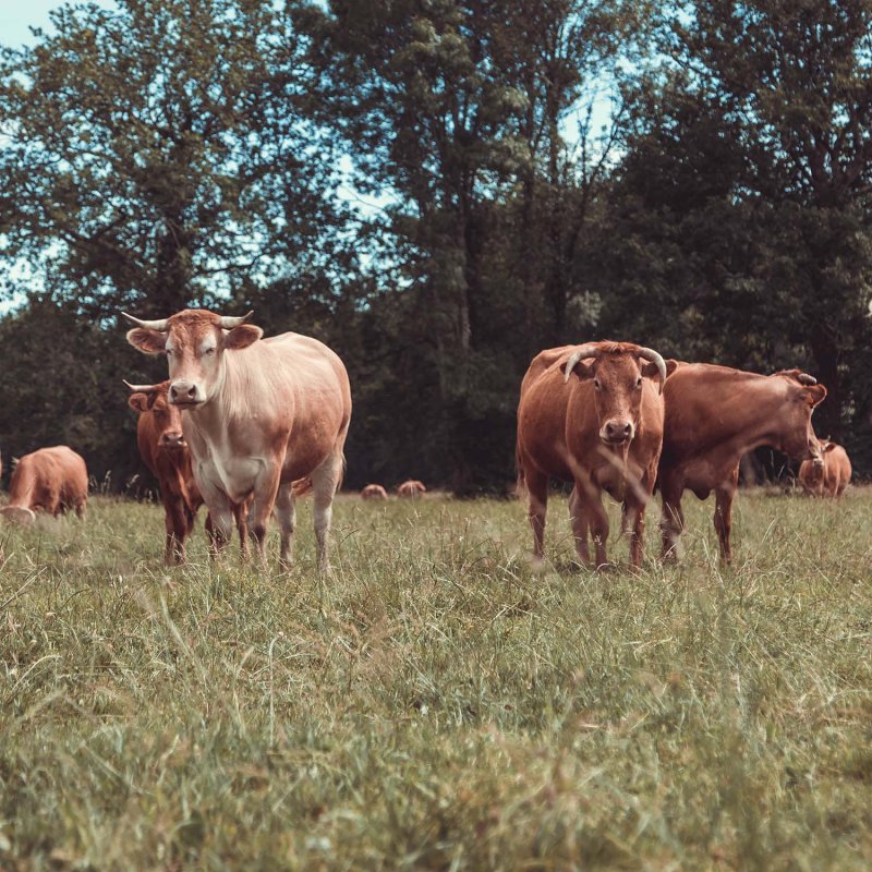 Quand les bouchers rencontrent les producteurs locaux