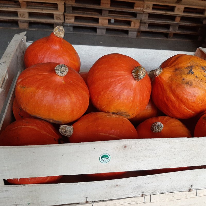 Des légumes bios et locaux dans les cantines scolaires