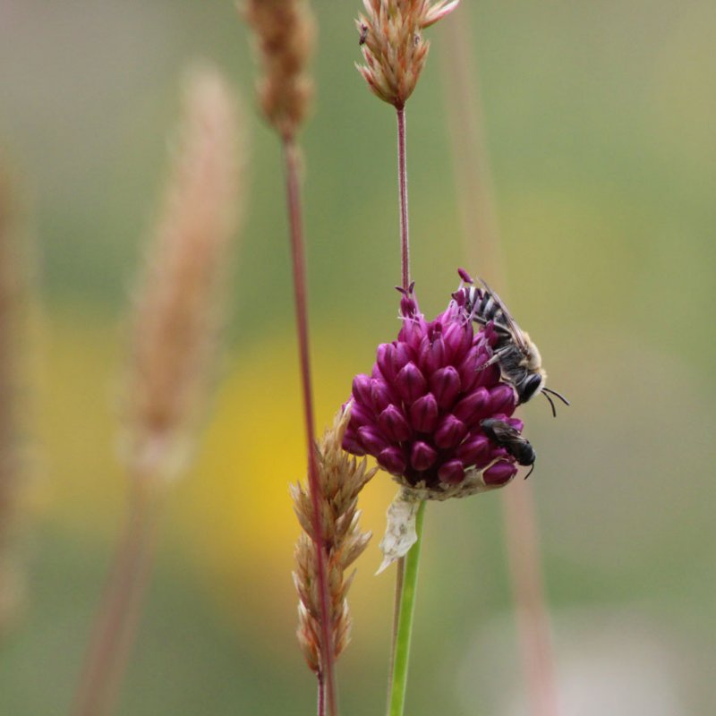 [Théâtre] Pour une poignée de pollen !