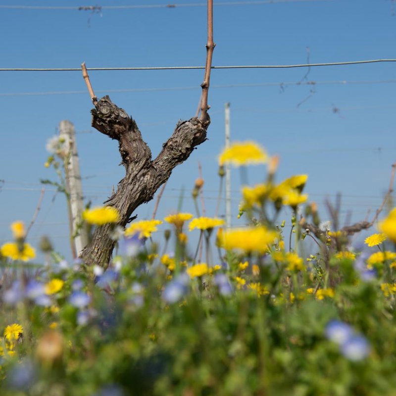 FORMATION  : Pollinisateurs et viticulture