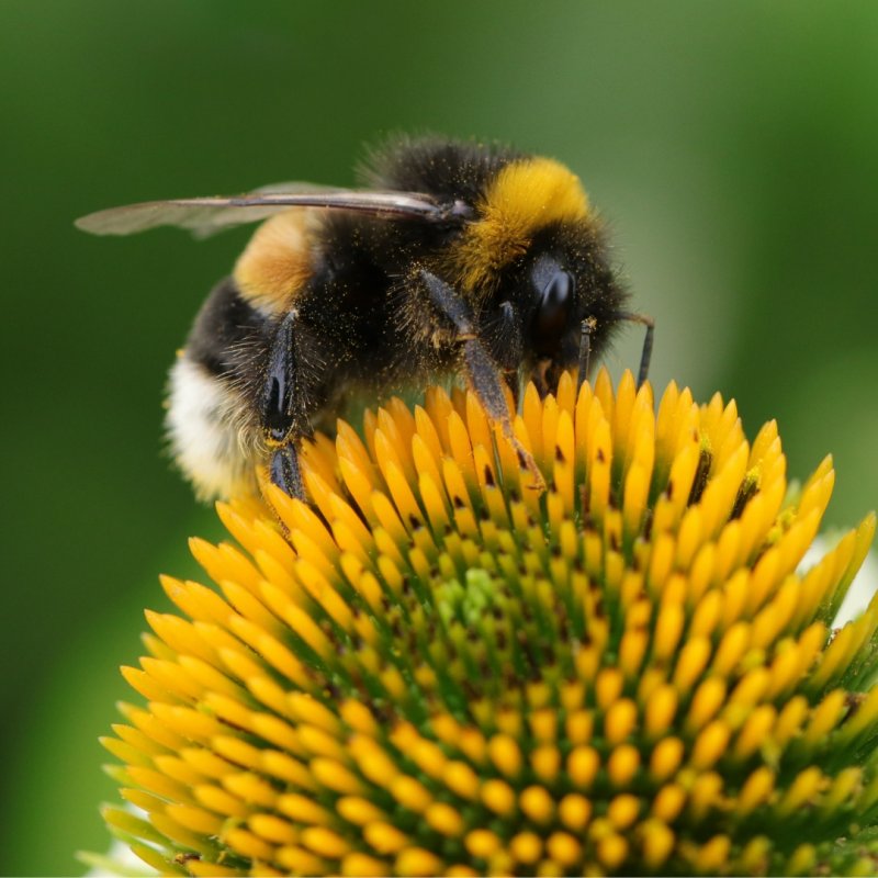 Réensemencer des prairies pour attirer les abeilles ! 