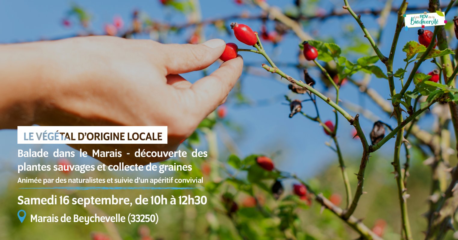 Dcouverte des plantes sauvages et collecte de graines