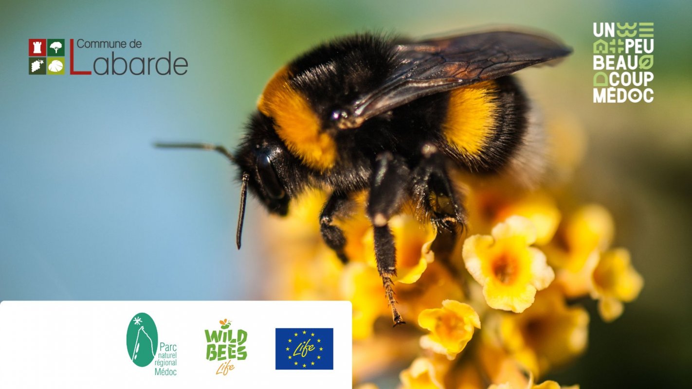 [ANNUL] Inauguration du Jardin favorable aux pollinisateurs sauvages de Labarde
