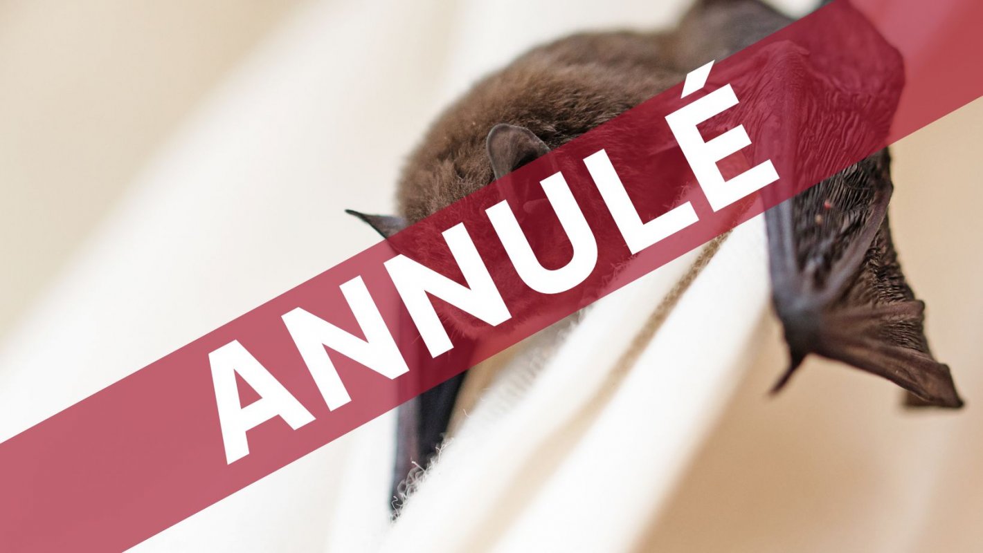 [ANNUL]  la dcouverte des chauves-souris [Cissac-Mdoc]