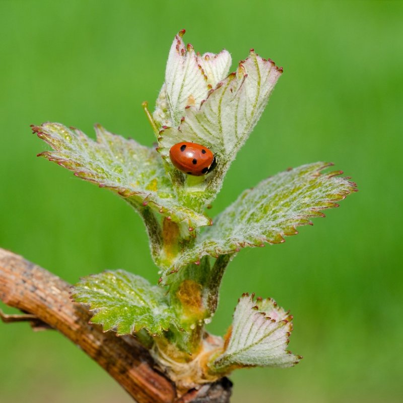 Prendre en compte la biodiversit dans le vignoble