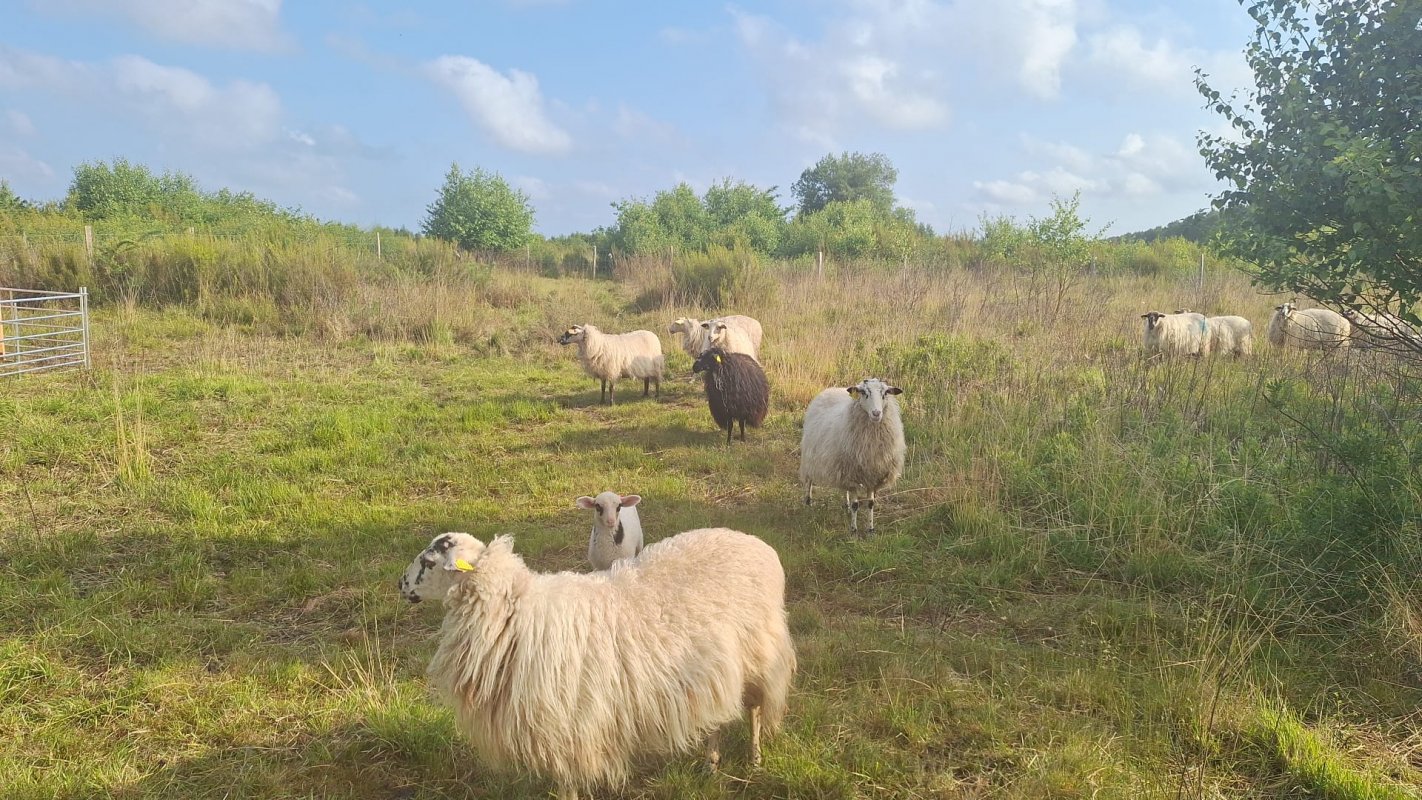 Marais du Pouch : dcouverte du parc pastoral et de ses habitants