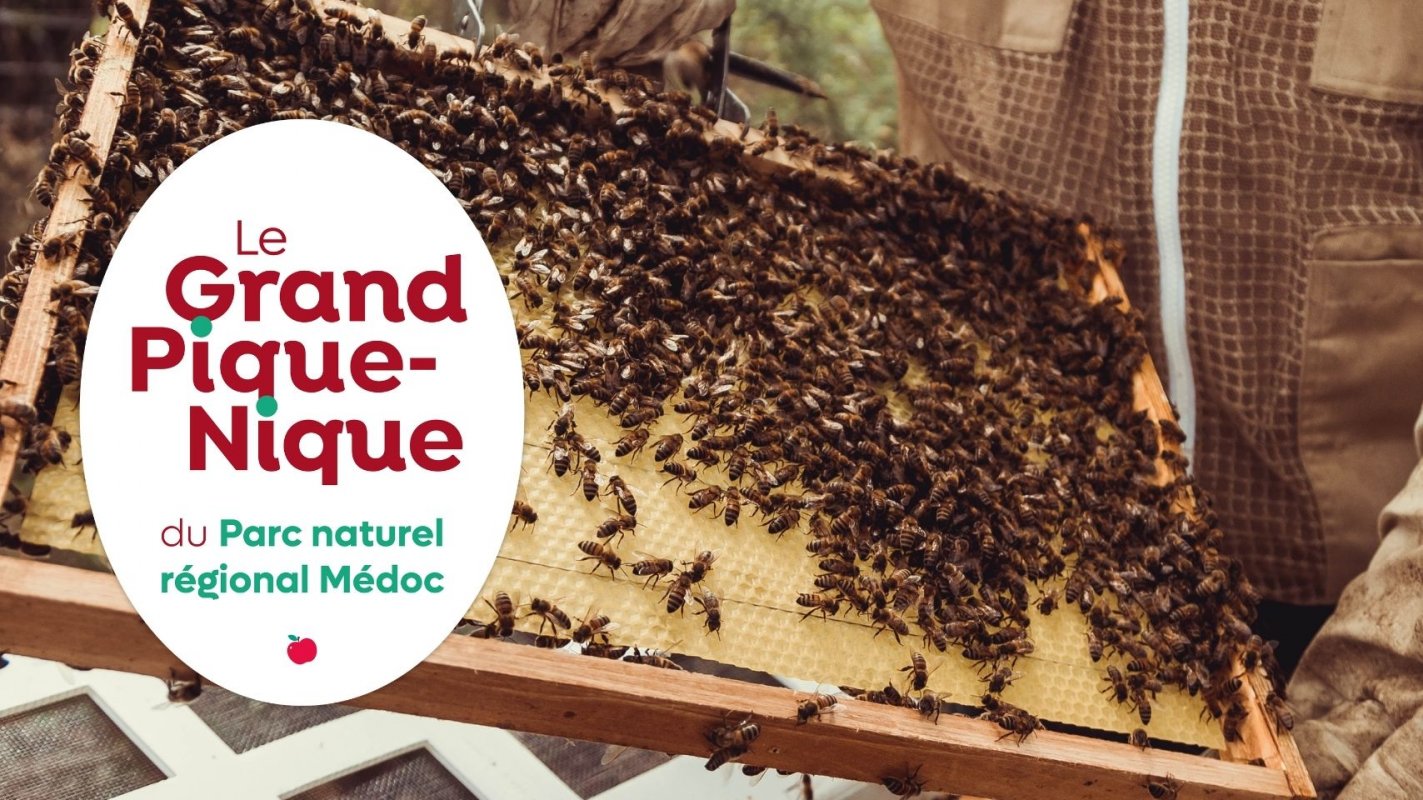 Le monde fascinant des abeilles