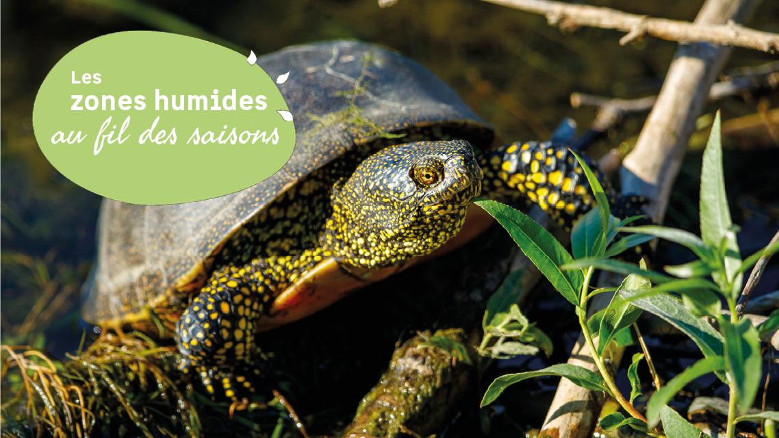 Sur les traces de la Cistude... en cano� !