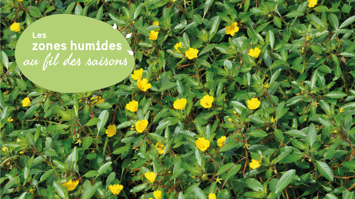 Arrachage de la Jussie sur les rives du lac