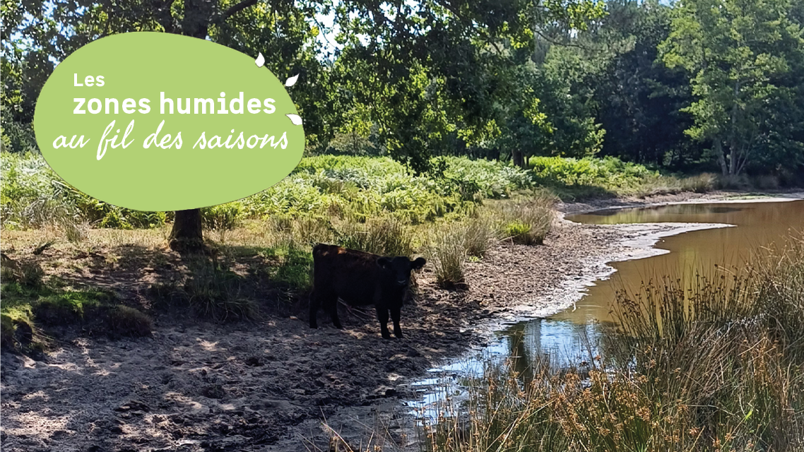 Des vaches au milieu des mares !