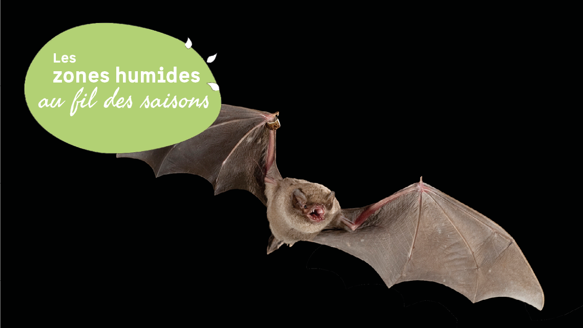 Sortie cr�pusculaire : �coute des amphibiens et chauves-souris autour d'une mare foresti�re