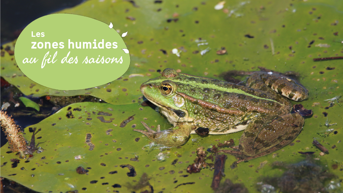 A la d�couverte des amphibiens