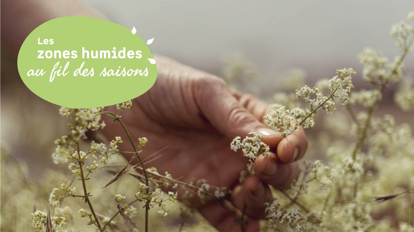 M�doc, des digues, des ouvrages, des herbes sauvages