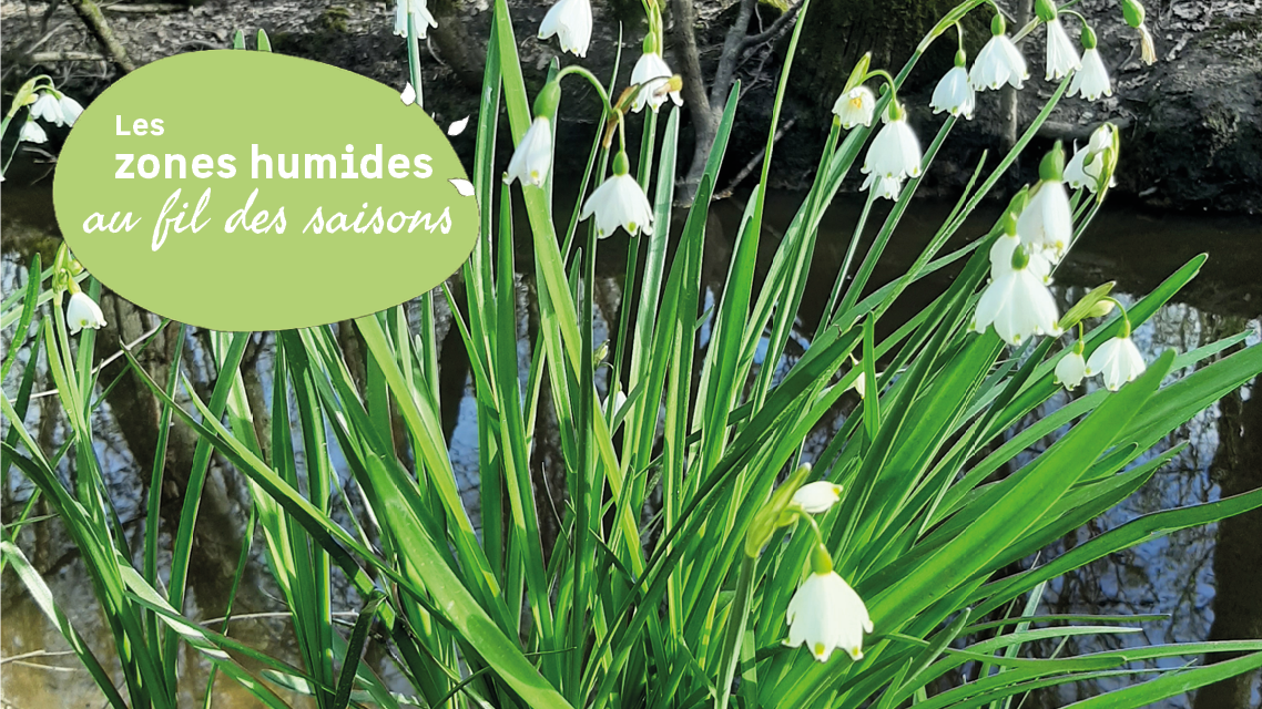 Les niv�oles d'�t� du Marais de Labarde