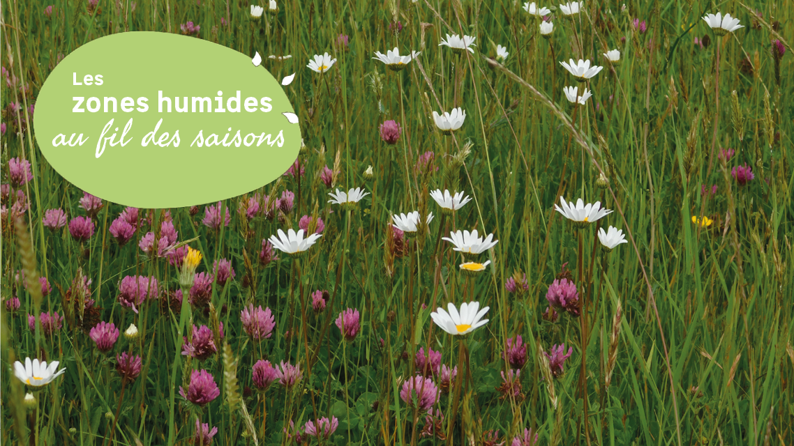 A la d�couverte des fleurs du site de la Vanne