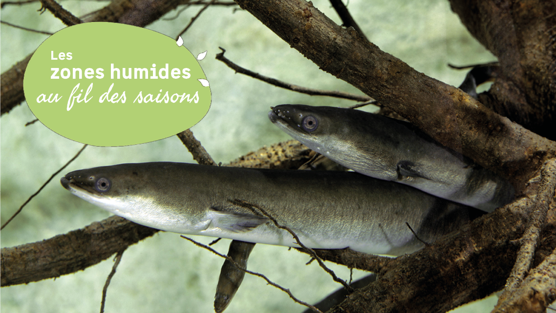 Atelier suivi de la migration des anguilles