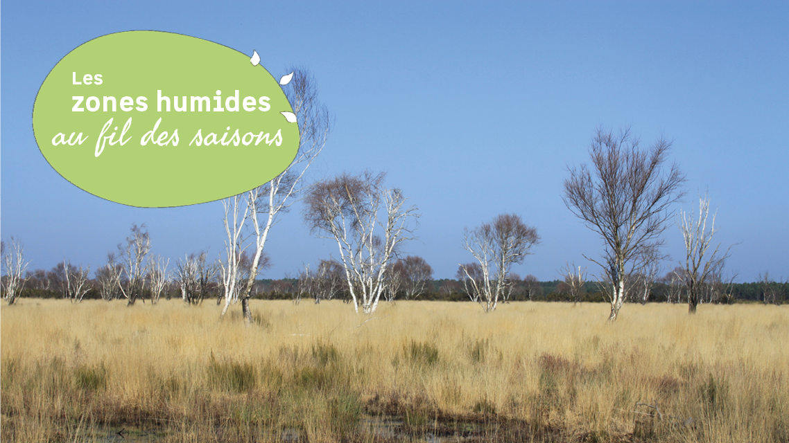 Le bouleau pubescent, arbre pionnier et nourricier de milieux humides