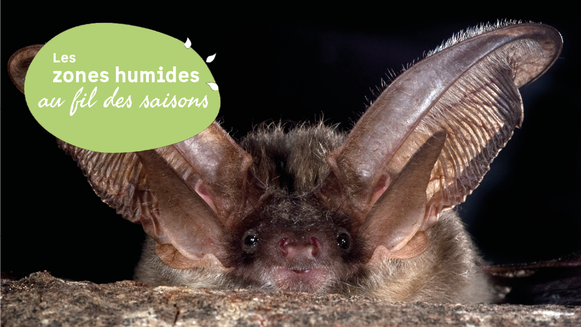 D�couverte de l��tang de Langouarde et observation nocturne des chauves-souris