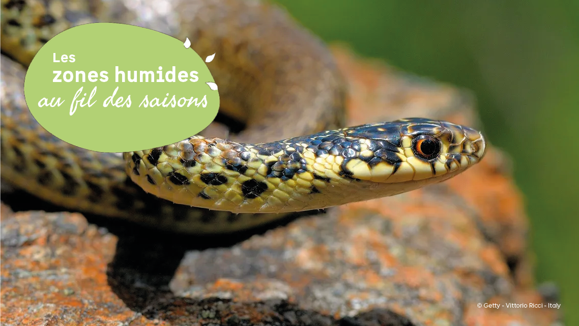 A la d�couverte du Liron