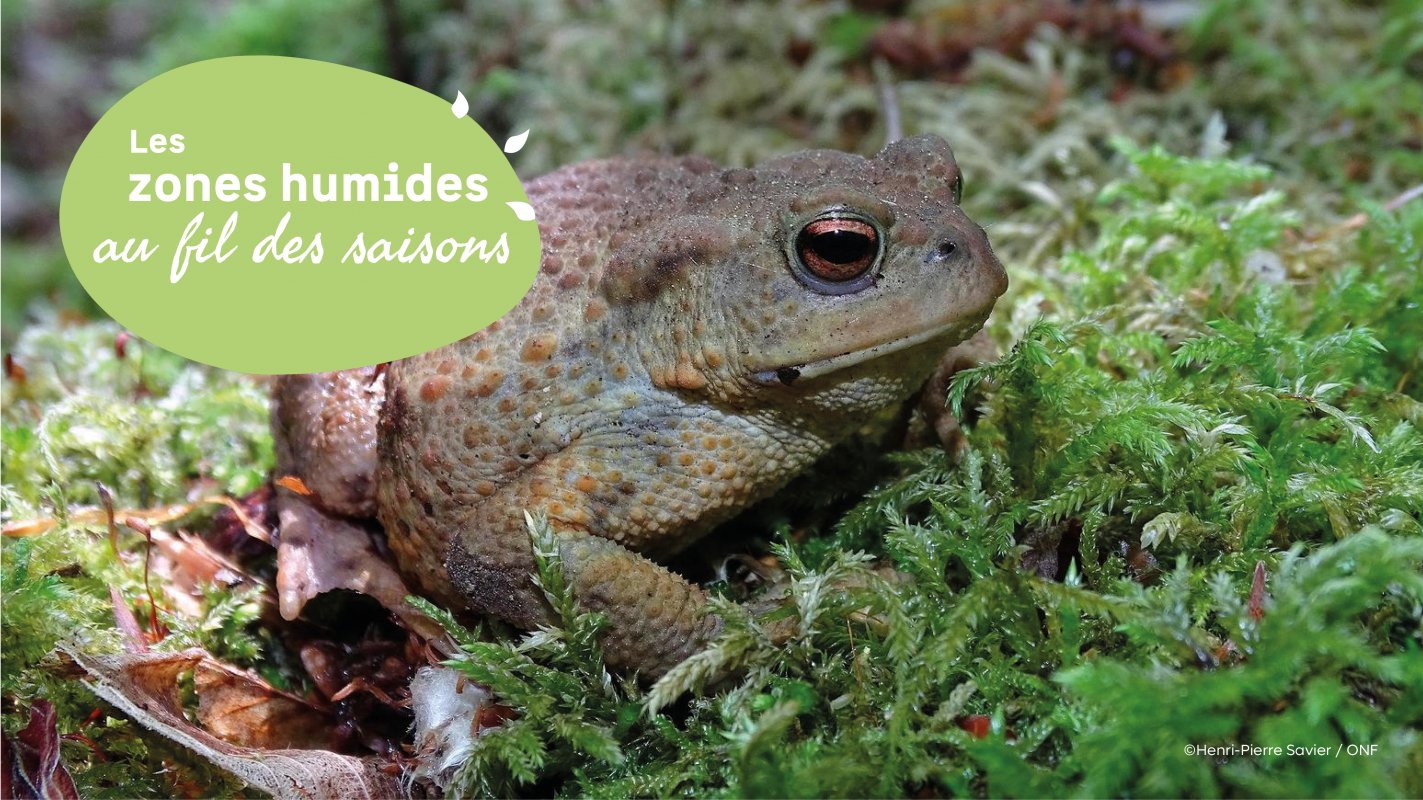 Relev� du Crapaudr�me