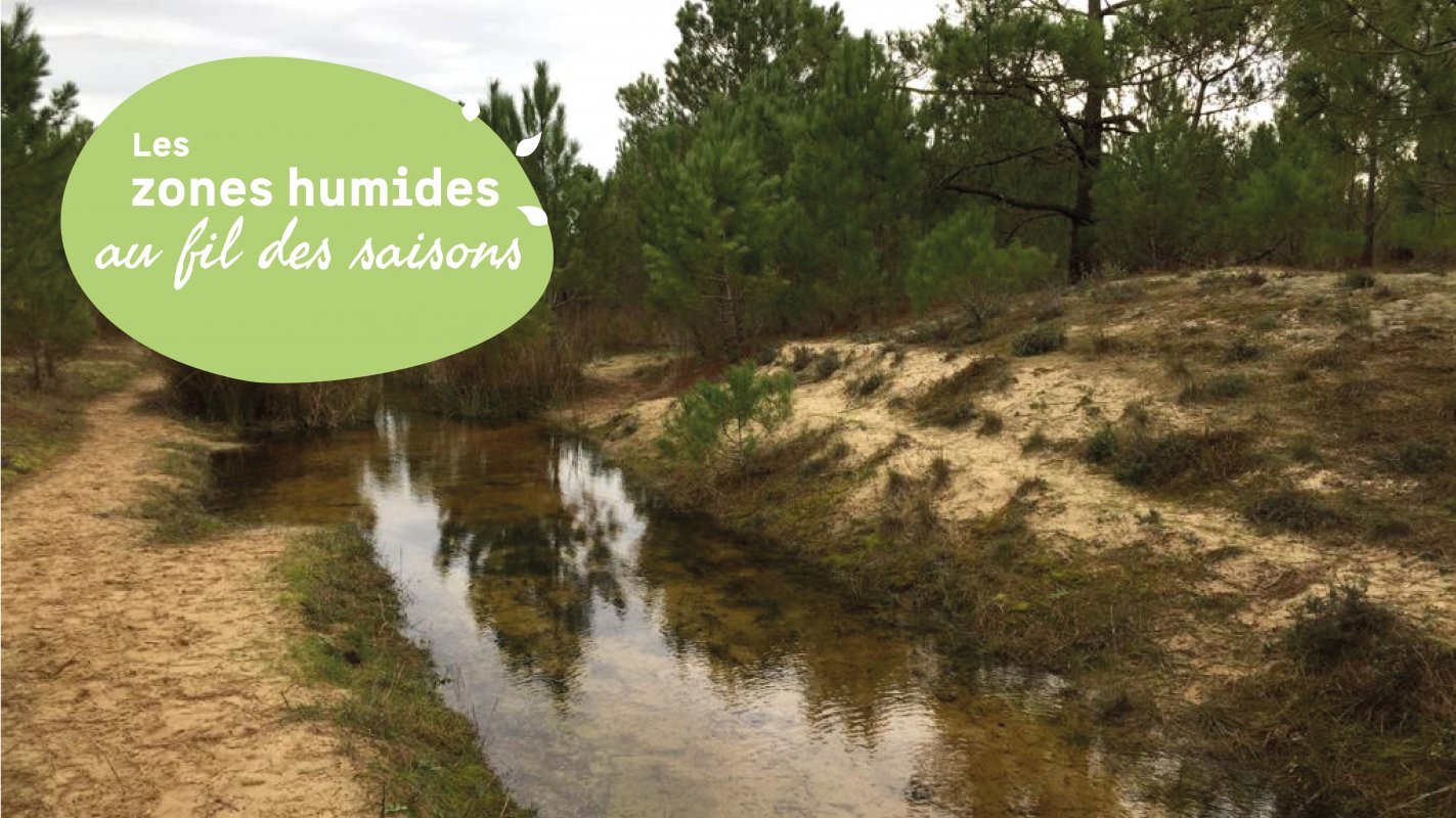 Les lagunes foresti�res