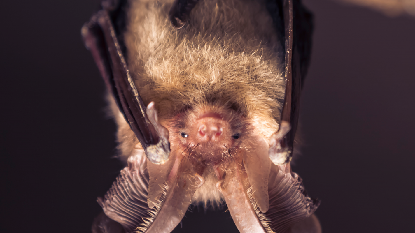 Une soir�e avec les chauves-souris