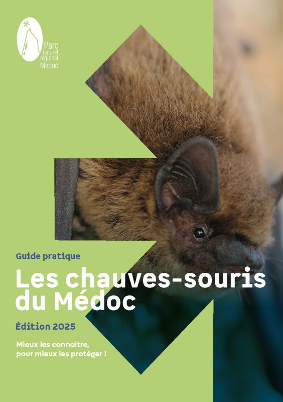 Les chauves-souris du M�doc