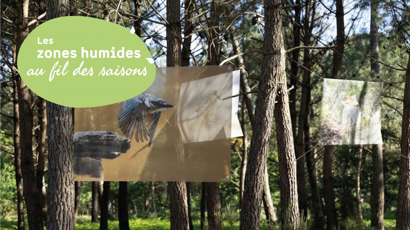 Terra Medoca : l'eau qui nous relie entre oc�an et marais