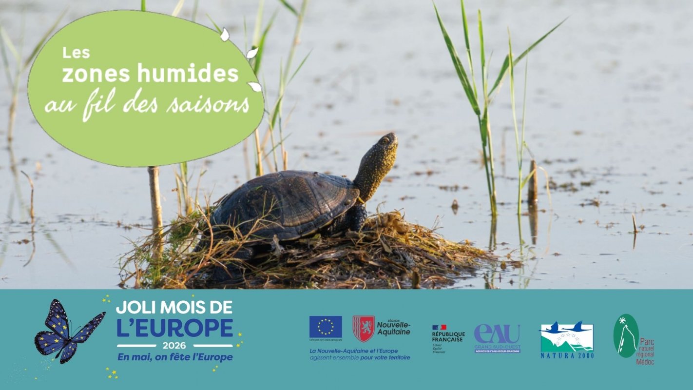 Des tortues dans le marais