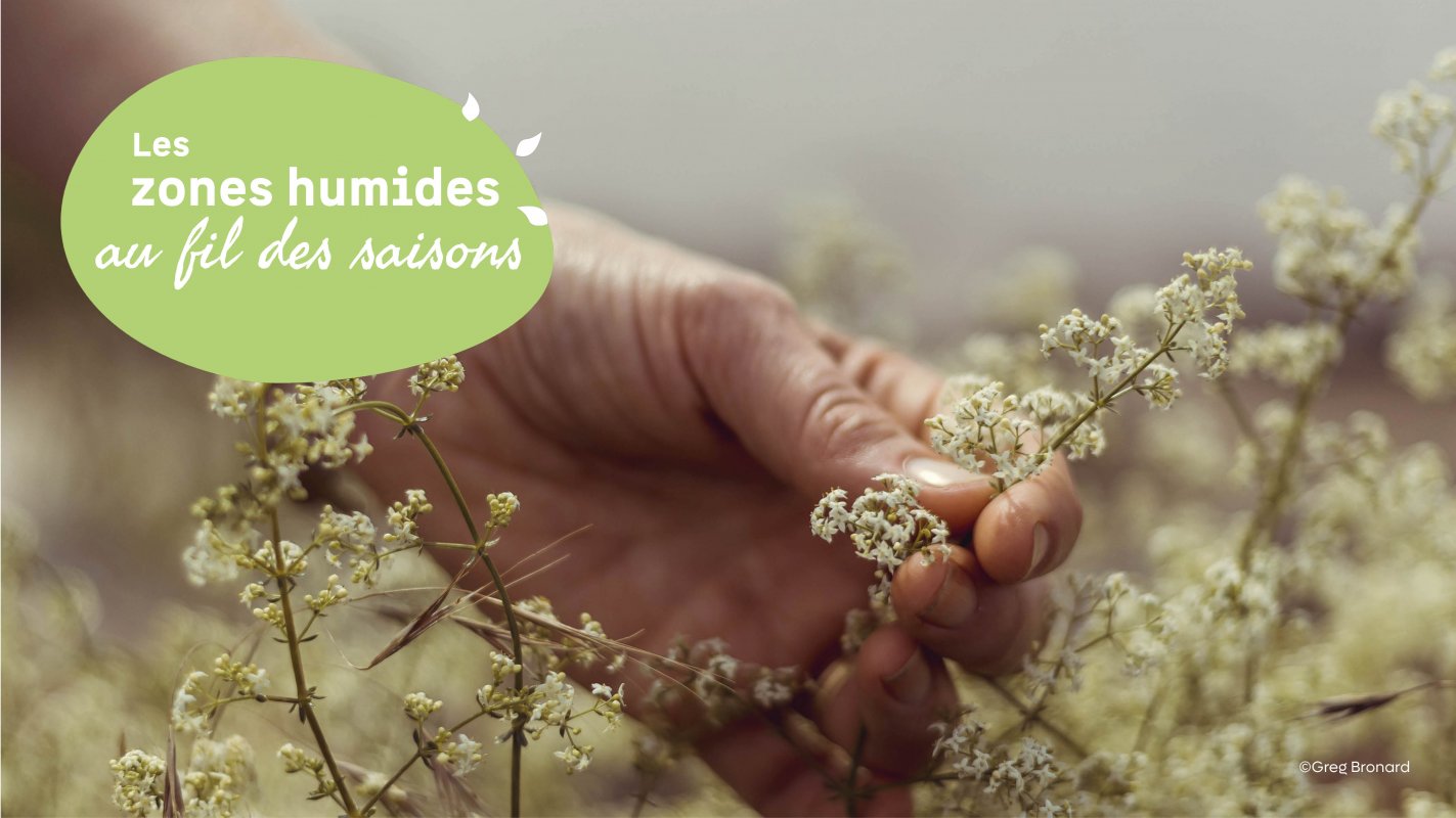 Cr�ation de digues et plantes sauvages comestibles
