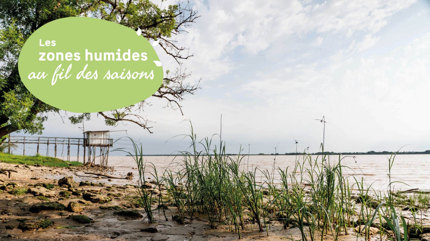 Initiation � la botanique et aux plantes comestibles du bord d'estuaire