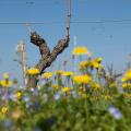 Parc naturel rgional Mdoc