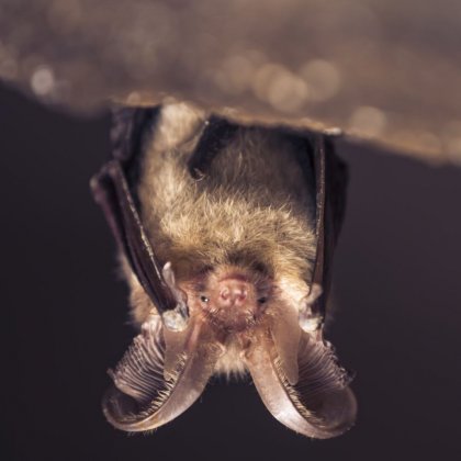 Cinq ann&eacute;es d�actions en faveur des chauves-souris du M&eacute;doc