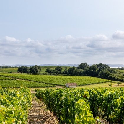 Accompagner les viticulteurs dans la diversification de leur activit&eacute;